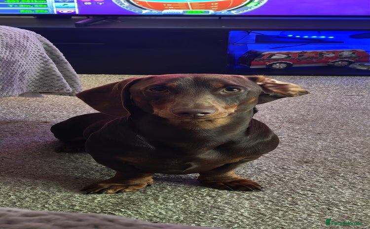 Dachshund dogs - Advert 1