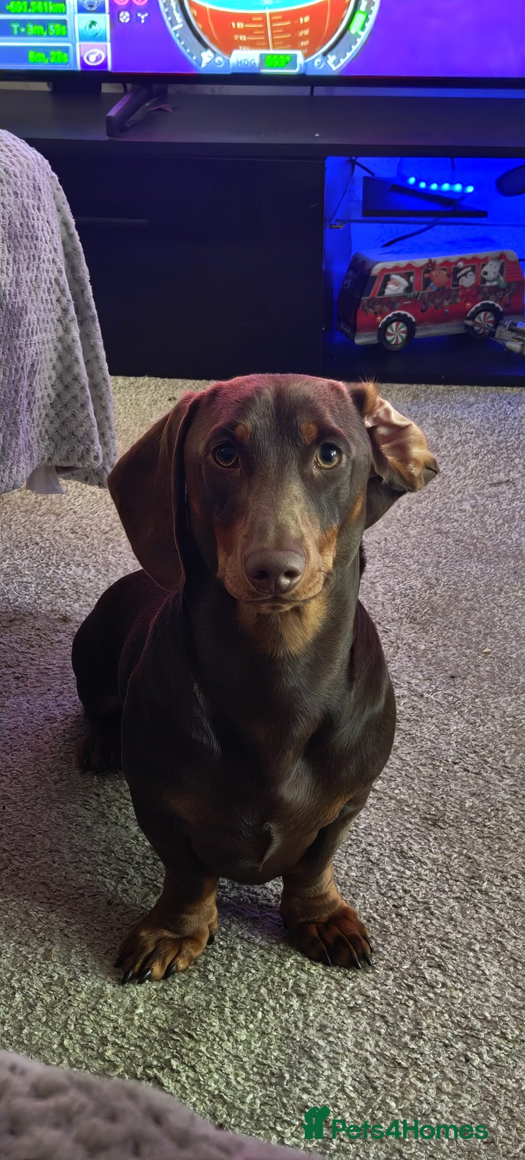 Dachshund dogs for sale: Two Dachshund Brothers - Image 1