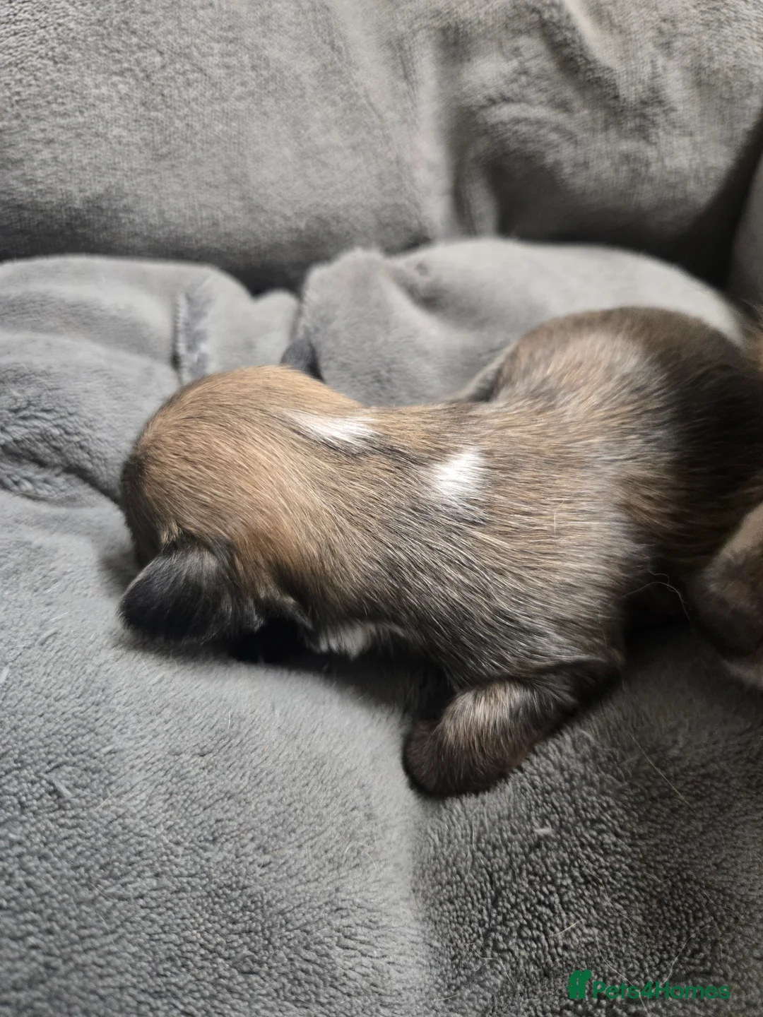 Pomchi dogs for sale: Gorgeous pomchi puppies  - Advert 12