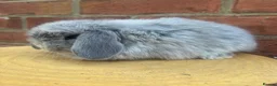 Mini Lop rabbits for sale: Pure bred baby pedigreed mini lops  - Advert 14