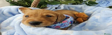 Golden Retriever Puppy 4