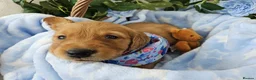 Golden Retriever dogs for sale: Delightful KC registered golden retriever puppies - Advert 6