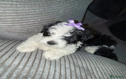 Mixed Breed dogs for sale: 4 little ones looking for a new home ❤️🩵💙 - Image 10