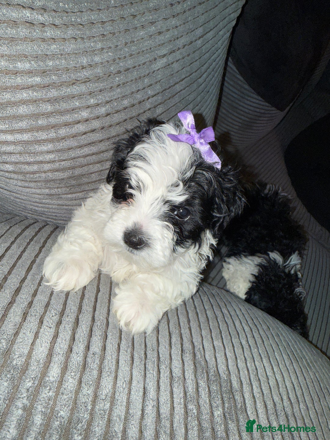 Mixed Breed dogs for sale: 4 little ones looking for a new home ❤️🩵💙 - Image 10