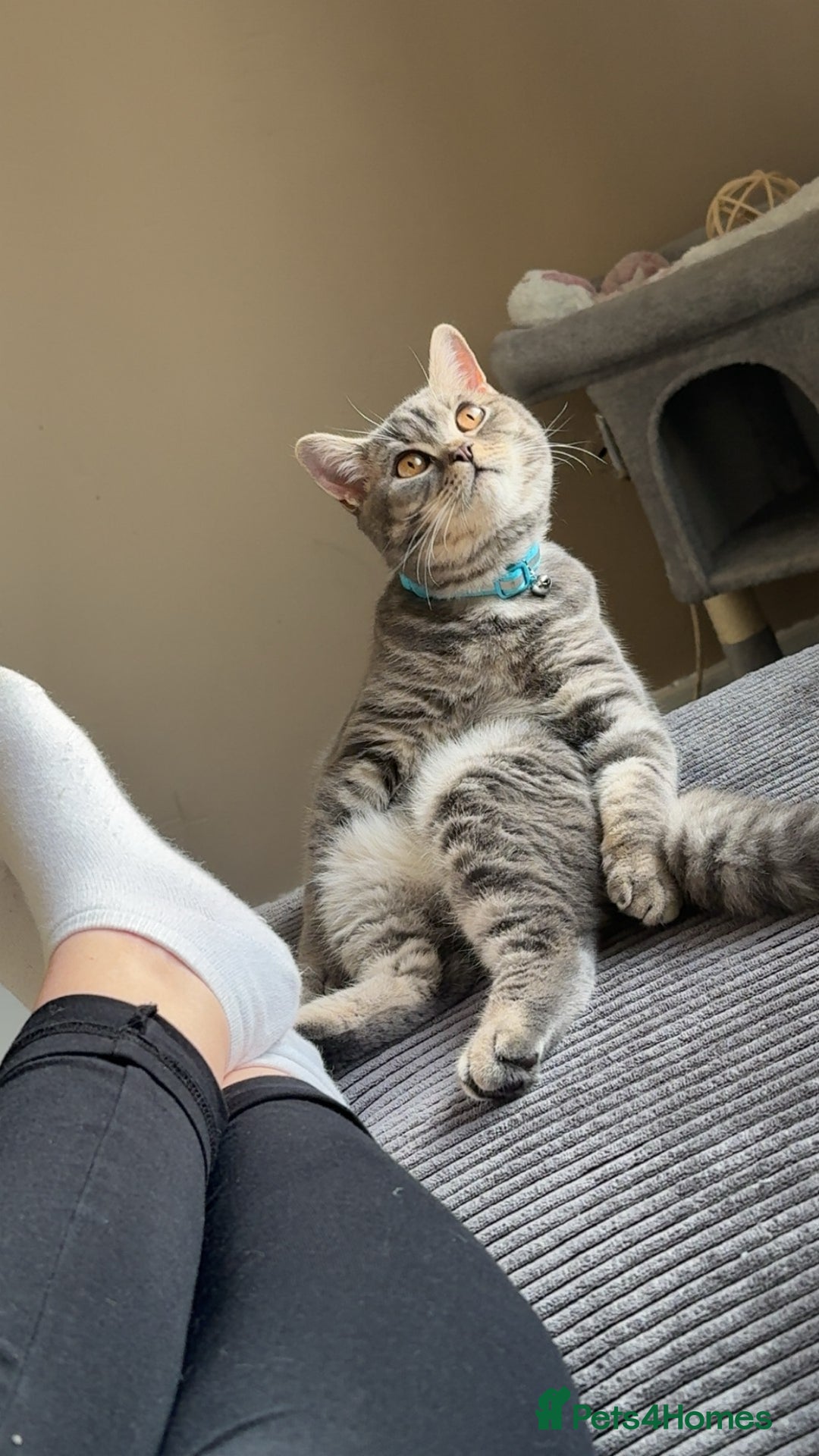 British Shorthair cats for sale: British shorthair boy  - Advert 1