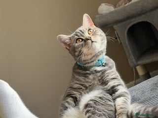 British Shorthair cats British shorthair boy - Advert 1