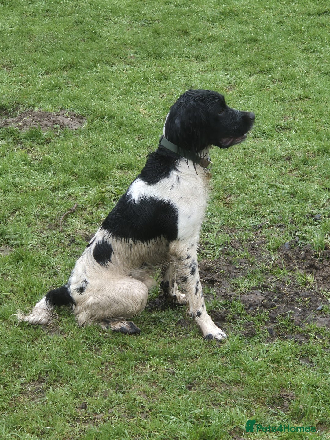 English Springer Spaniel dogs for stud: Stud: Proven KC reg, English Springer Spaniel in Tidworth - Advert 5
