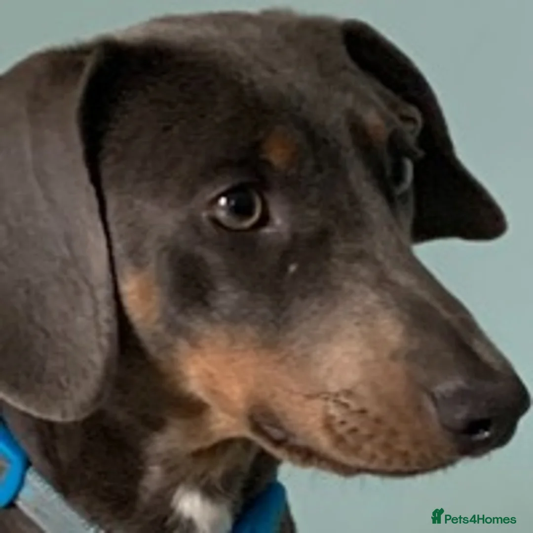 Dachshund dogs for stud: Blue Dachhund Proven Stud & Isabella cream stud, in Swansea - Advert 12