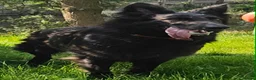 German Shepherd dogs for sale: KC registered blue german shepherd female - Advert 3