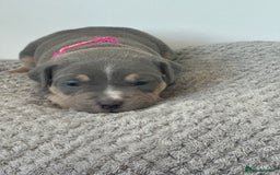 American Bully dogs for sale: Pocket Bullies ( not banned breed) - Image 27