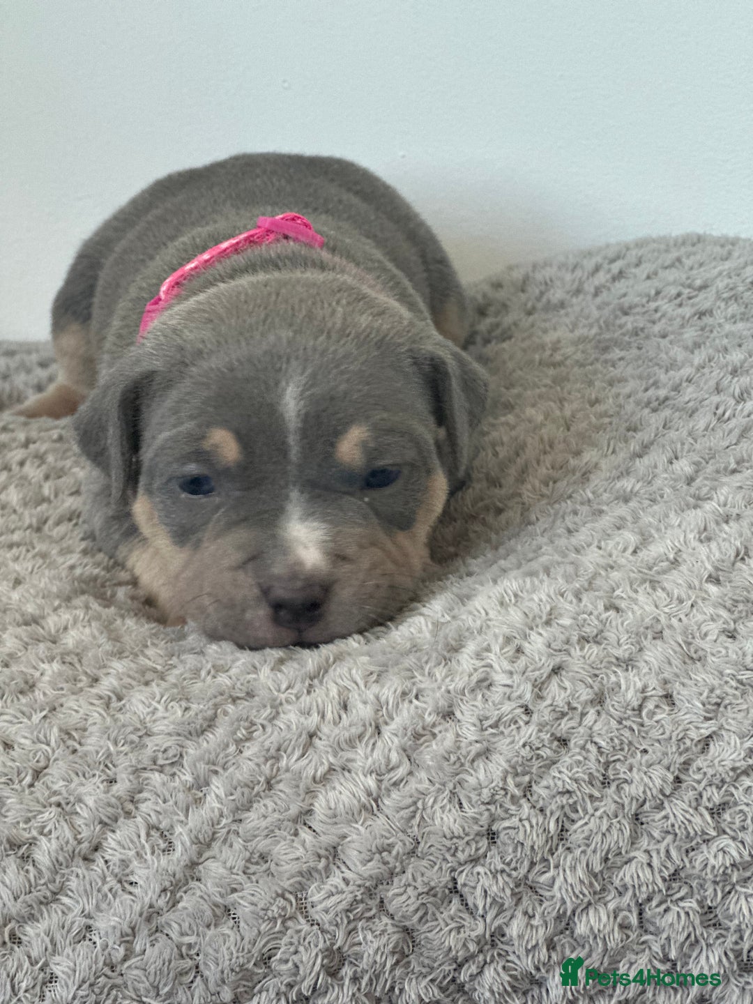 American Bully dogs for sale: Pocket Bullies ( not banned breed) - Image 27