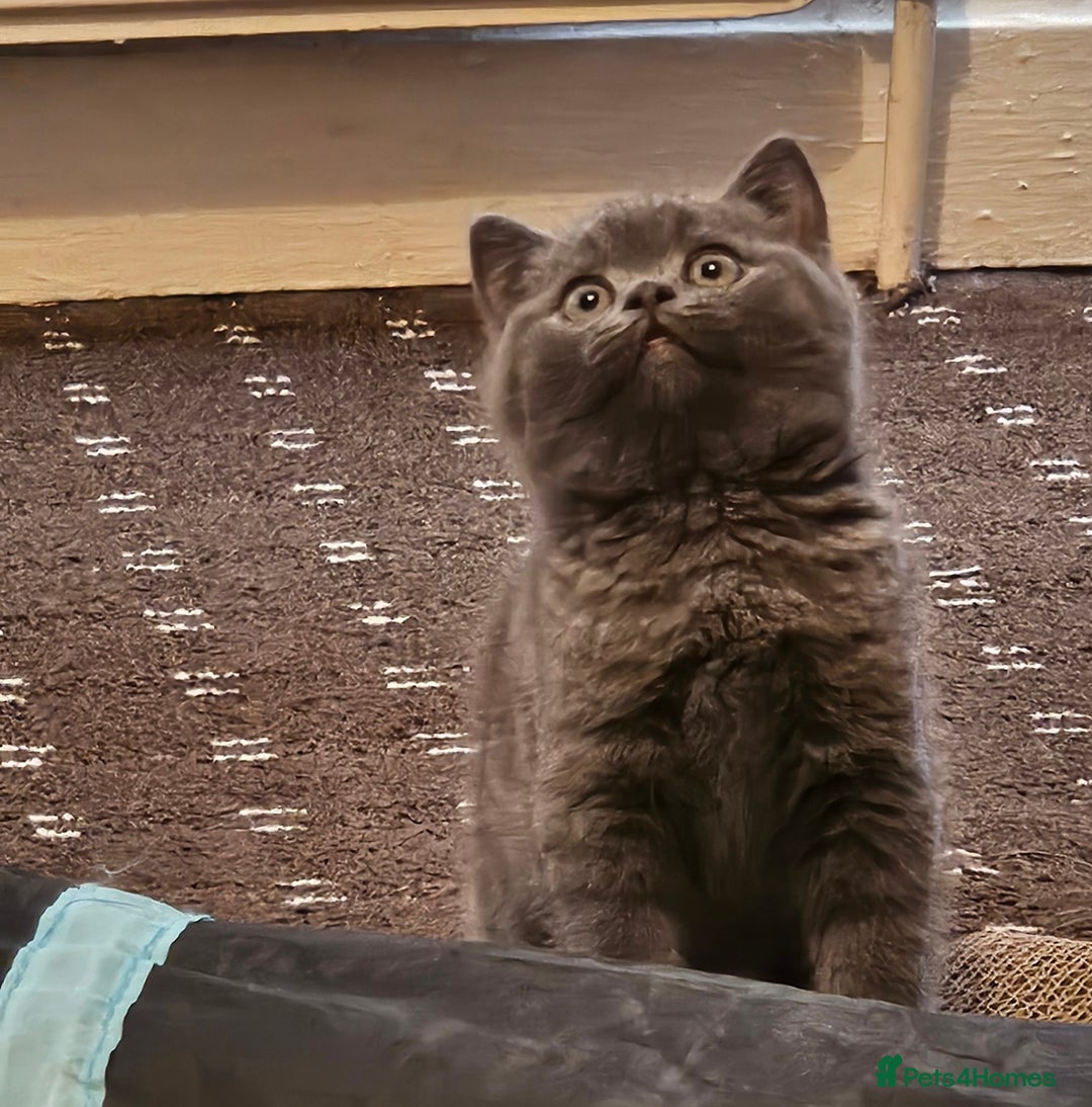 British Shorthair cats for sale: BSH BLUE AND BSH GOLD KITTENS Ready now! - Image 23