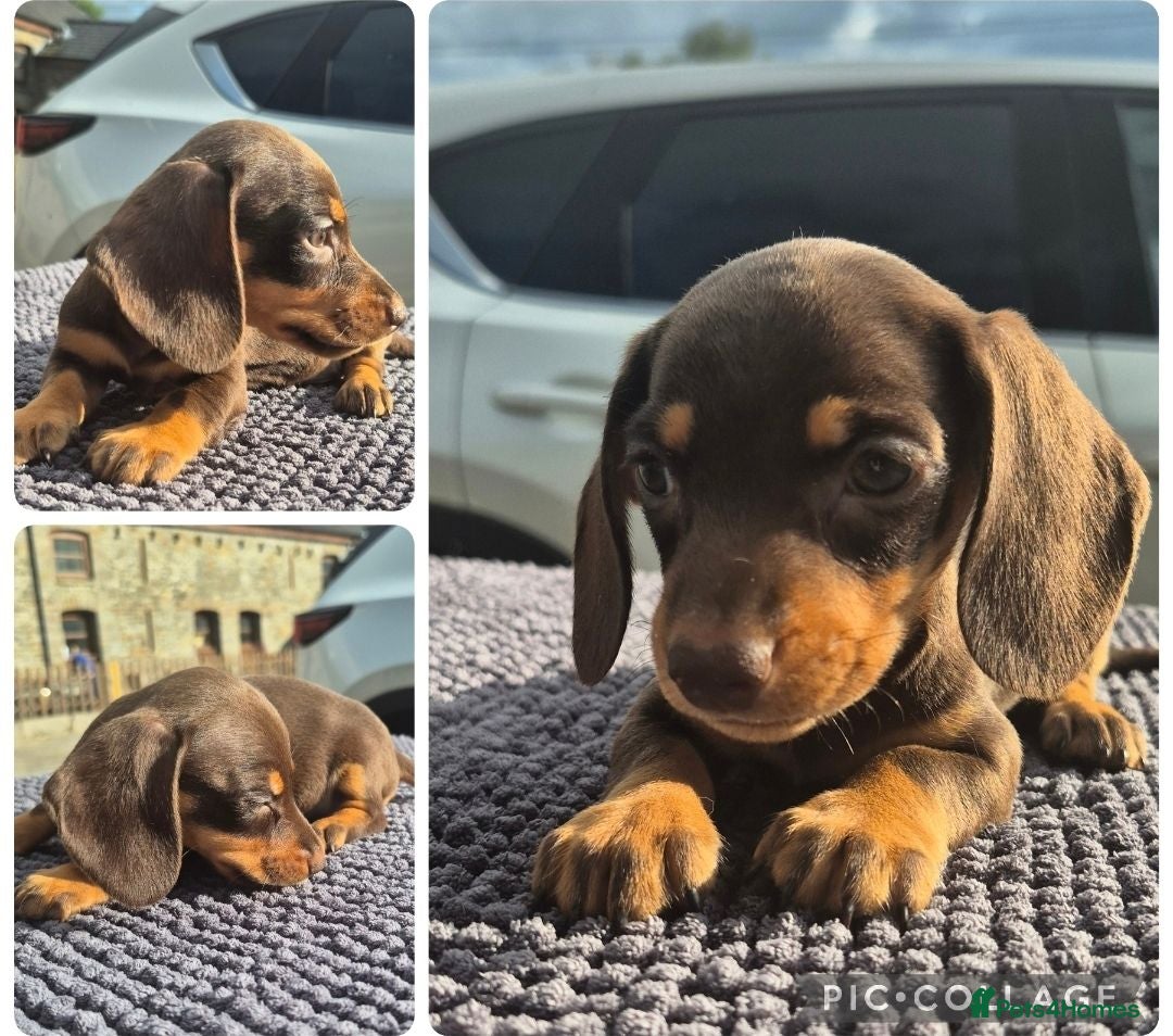 Miniature Dachshund dogs *LAST GIRL* PRA CLEAR MINIATURE DACHSHUND GIRLS - Advert 4