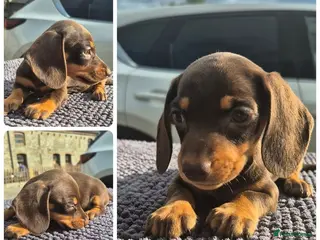 Miniature Dachshund dogs *LAST GIRL* PRA CLEAR MINIATURE DACHSHUND GIRLS - Advert 4