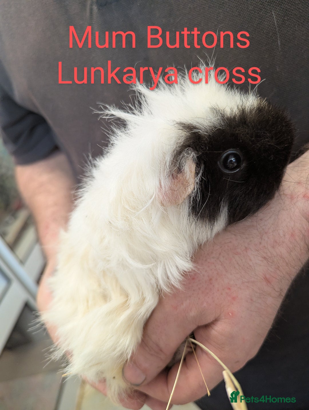 Guinea Pig rodents for sale: Stunning baby guinea pigs! Lunkarya/Abyssinian/sh  - Image 16