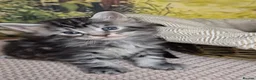 Maine Coon cats for sale: Pure Breed Maine Coon -LAST ONE - Advert 13