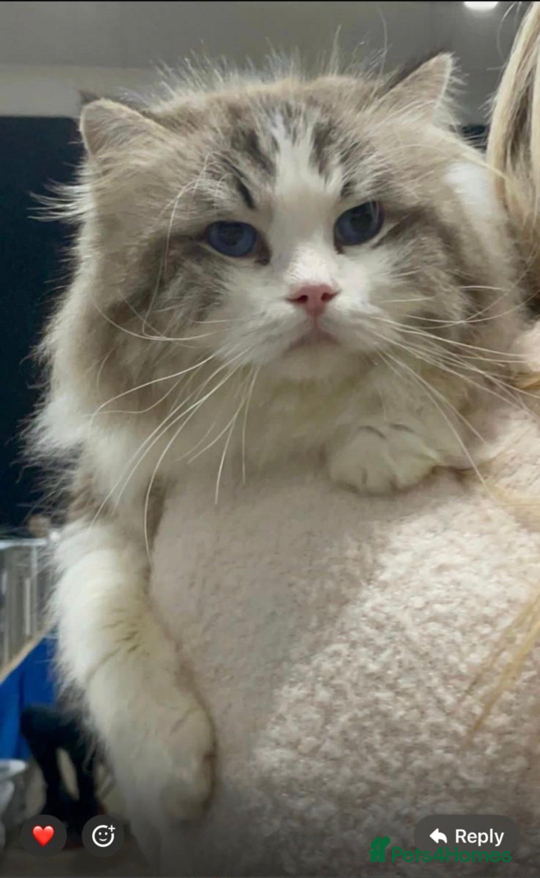 Ragdoll cats for sale: 🥰🥰🥰ONLY 2 left stunning beautiful babies 🥰🥰🥰 - Advert 16