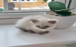 Ragdoll cats for sale: SUPER FLUFFY GORGEOUS BOY RAGDOLL KITTENS - Image 5