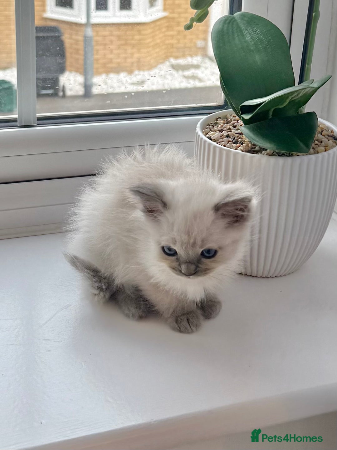 Ragdoll cats for sale: SUPER FLUFFY GORGEOUS BOY RAGDOLL KITTENS - Image 5