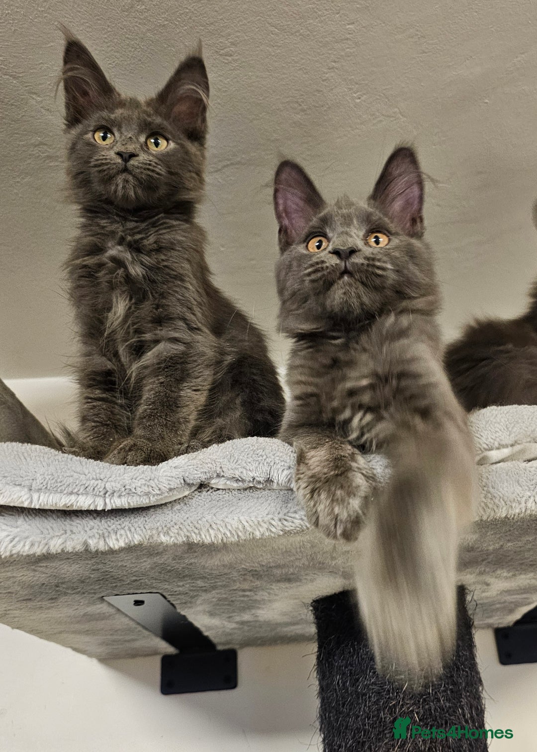 Maine Coon cats for sale: 🔥*STUNNING Litter of 6 Solid*💎*Blue Maine Coon💎 - Advert 25