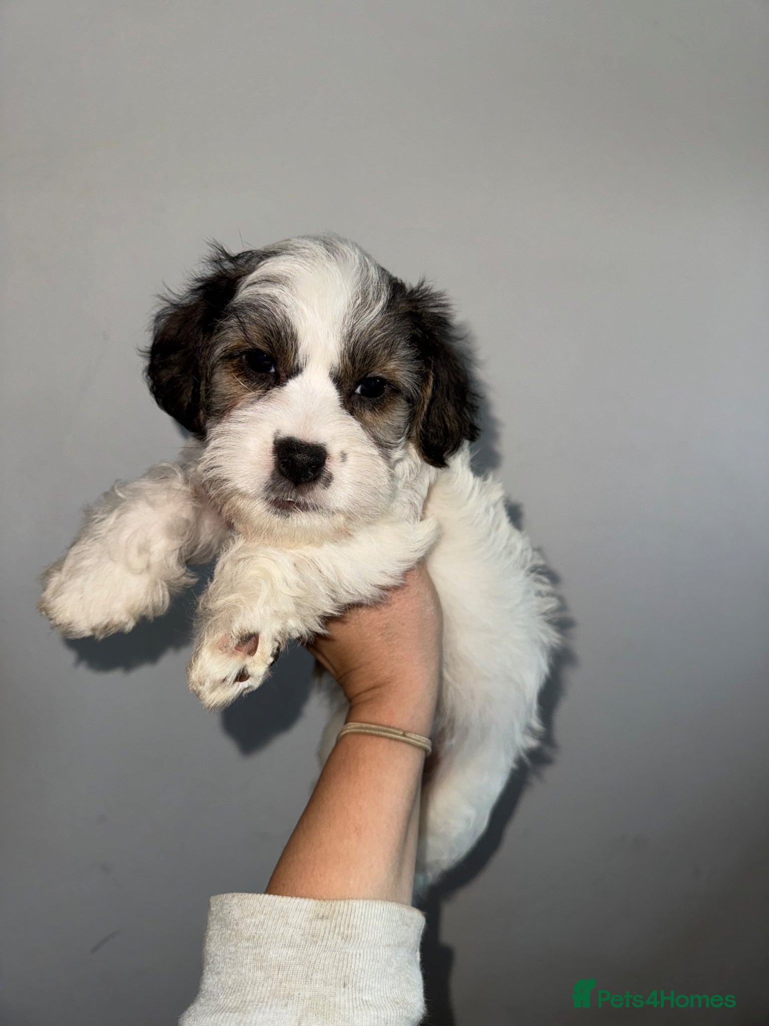 Mixed Breed dogs Sporting Lucas Terrier x Sealyham Terrier Puppies  - Advert 2