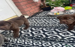Mixed Breed dogs for sale: Lab Pei puppies  - Image 3