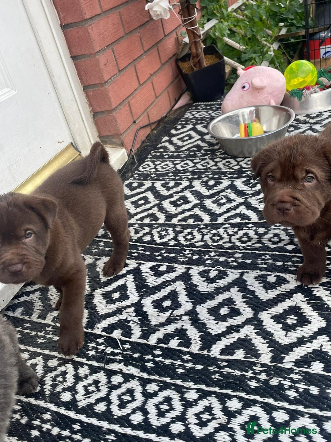 Mixed Breed dogs for sale: Lab Pei puppies  - Image 3