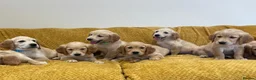 Golden Retriever dogs for sale: Quality litter of KC reg Golden Retriever puppies - Advert 37