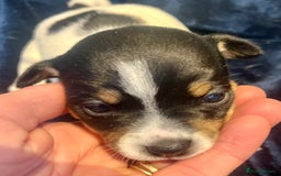 Mixed Breed dogs for sale: First litter of 7 Jack Russel puppies  - Image 3