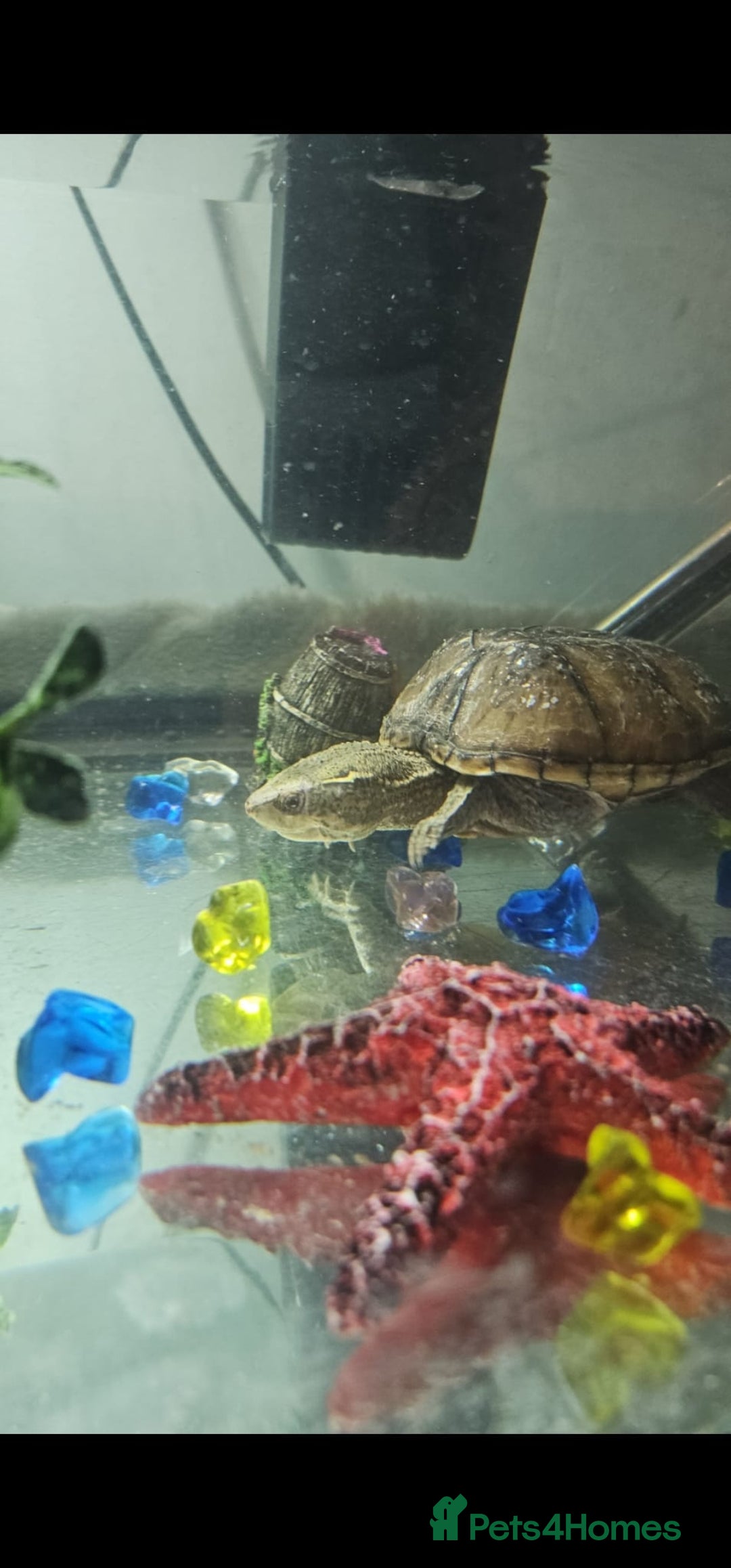 Turtle reptiles for sale: Male and female musk turtles  - Image 7