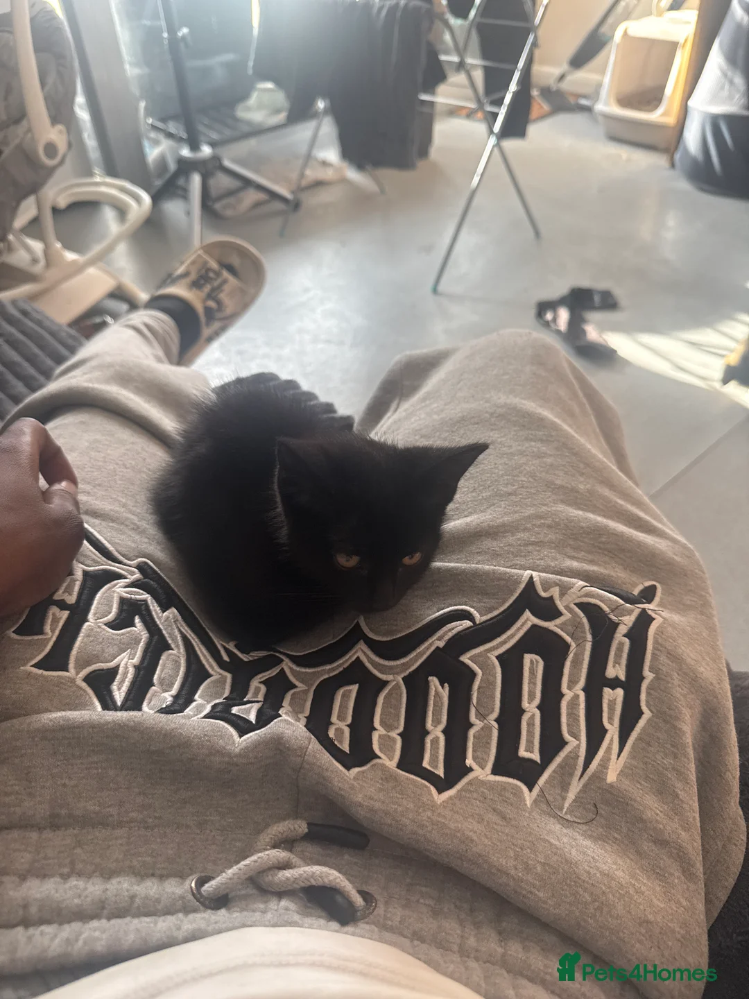 Mixed Breed cats for sale: 2 male kittens  - Advert 2