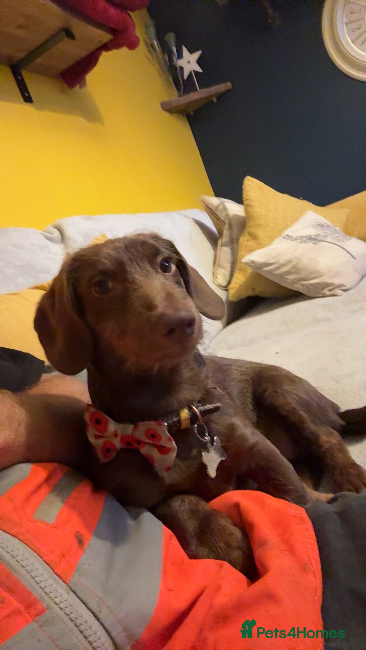 Doxiepoo dogs Dachshund/miniature poodle (benson)  - Advert 1