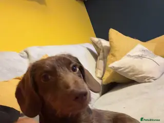 Doxiepoo dogs Dachshund/miniature poodle (benson) - Advert 1