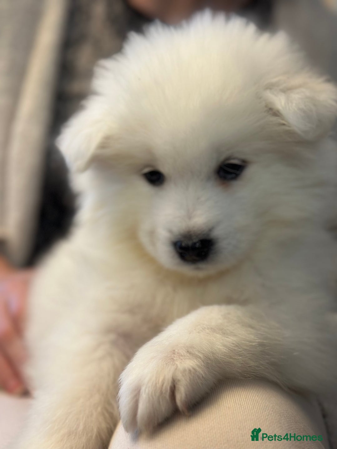Samoyed dogs for sale: Samoyed Puppies — Ready for Their New Homes Now! - Advert 20