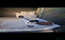 Mixed Breed cats for sale: Beautiful kittens for sale  - Advert 4