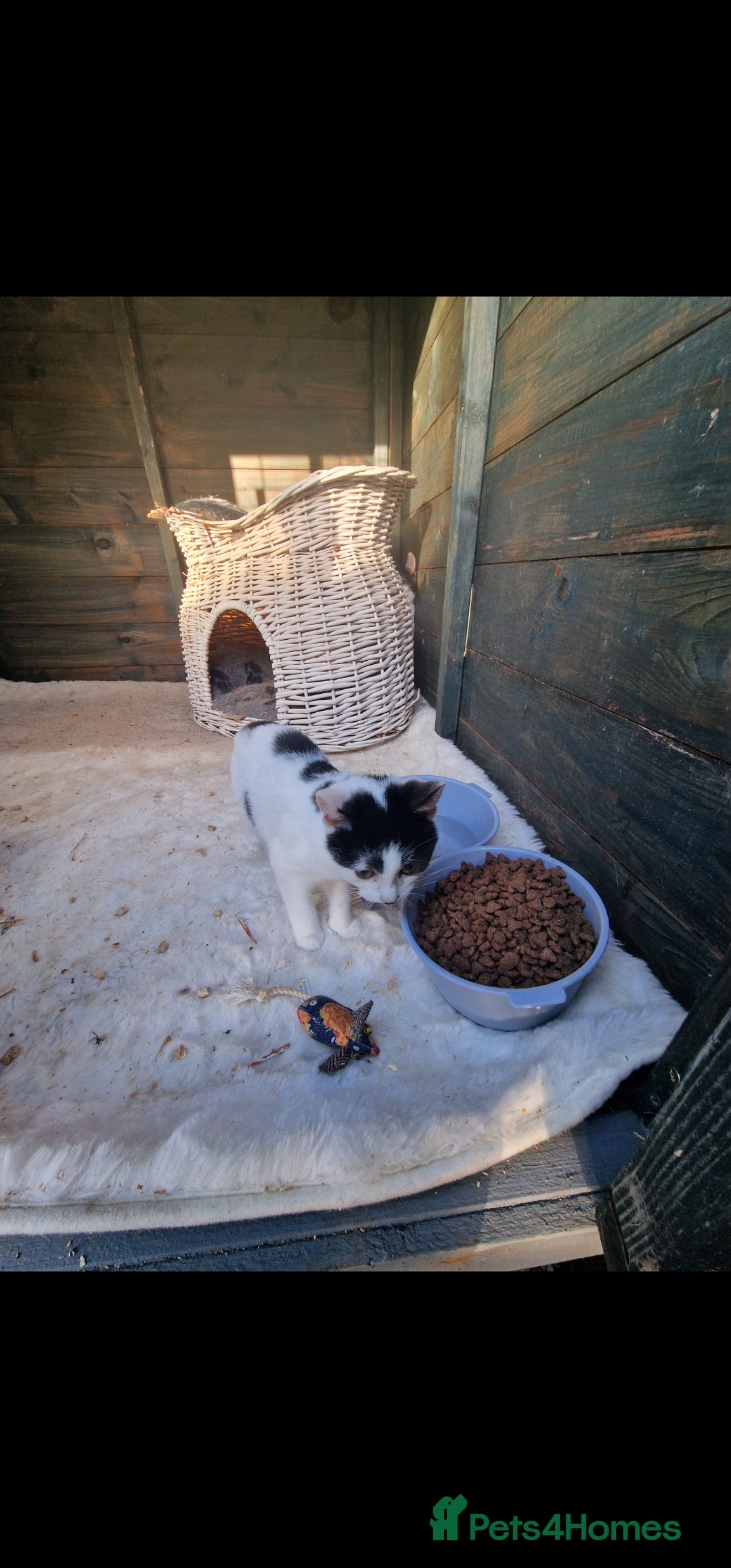 Mixed Breed cats for sale: Beautiful kittens for sale  - Advert 4