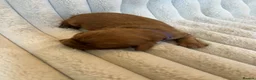 Cavalier King Charles Spaniel dogs for sale: Cavalier King Charles  - Advert 9