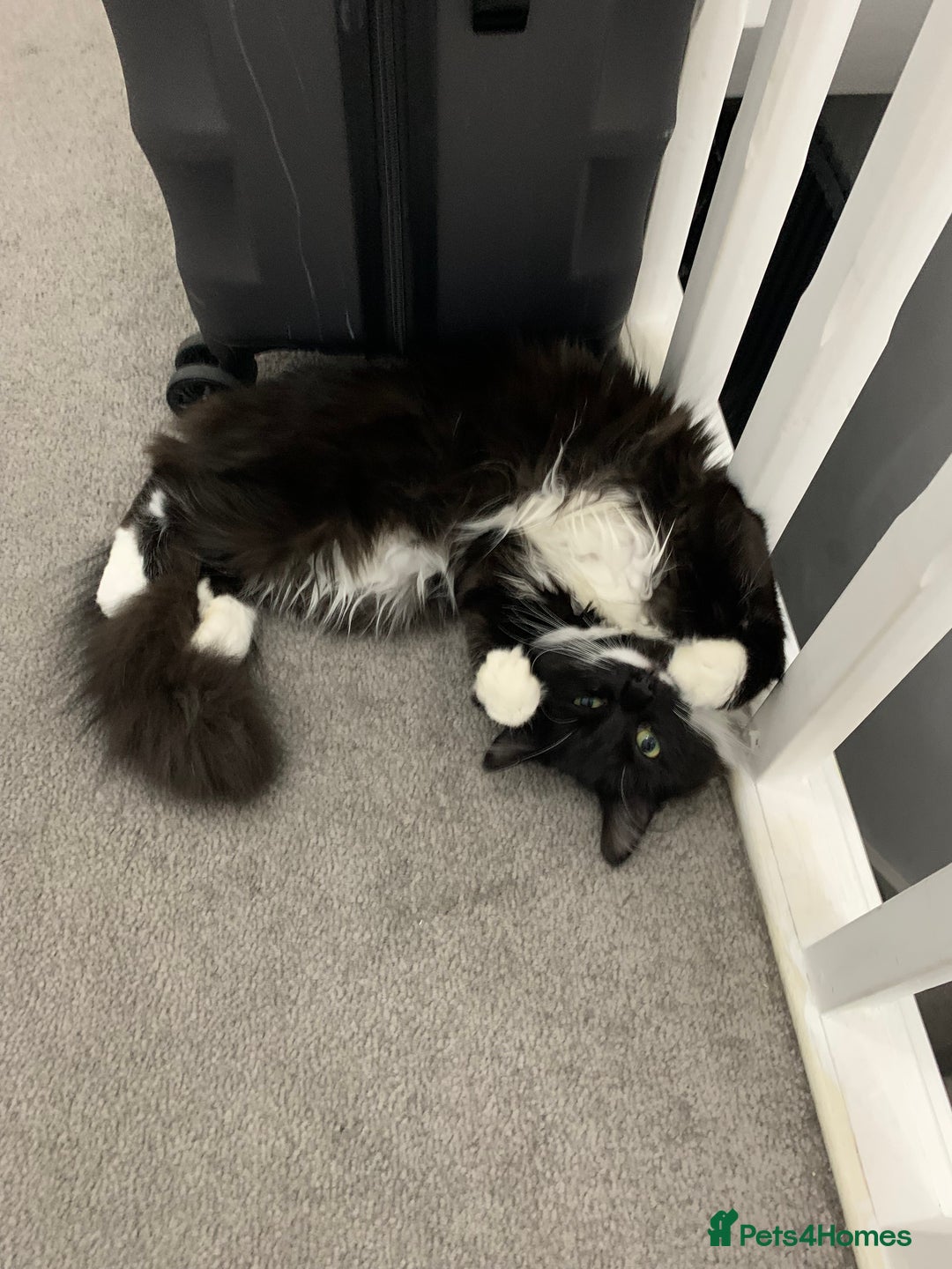 Mixed Breed cats for sale: Beautiful black and white long haired tuxedo cat - Advert 4