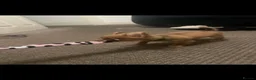 Chihuahua dogs for sale: chihuahua - Advert 4