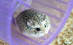Hamster rodents for sale: Two cute robrovski female litter dwarf hamsters  - Image 1