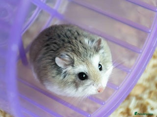 Hamster rodents - Advert 1