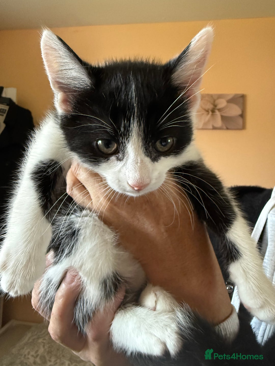Mixed Breed cats for sale: 2 kittens for sale - Image 2