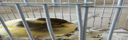 Canaries birds for sale: Yourkshire canary birds in Harrow - Advert 7