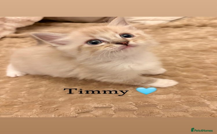 Ragdoll cats - Advert 13