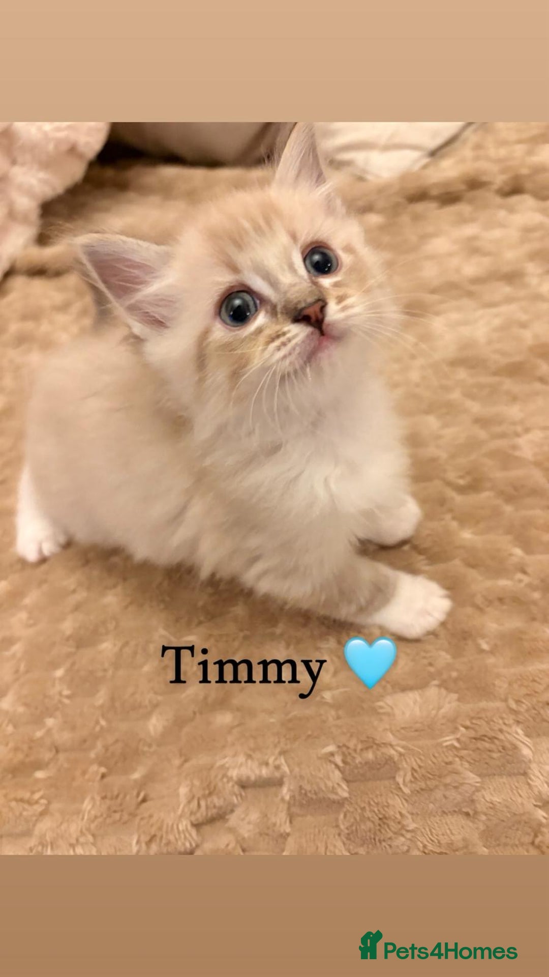 Ragdoll cats for sale: Cherubim Ragdoll Kittens TICA Mink Lynx - Image 8