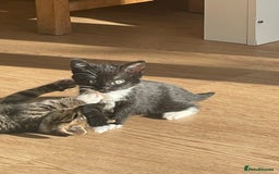 Mixed Breed cats for sale: Kittens for sale - Image 4