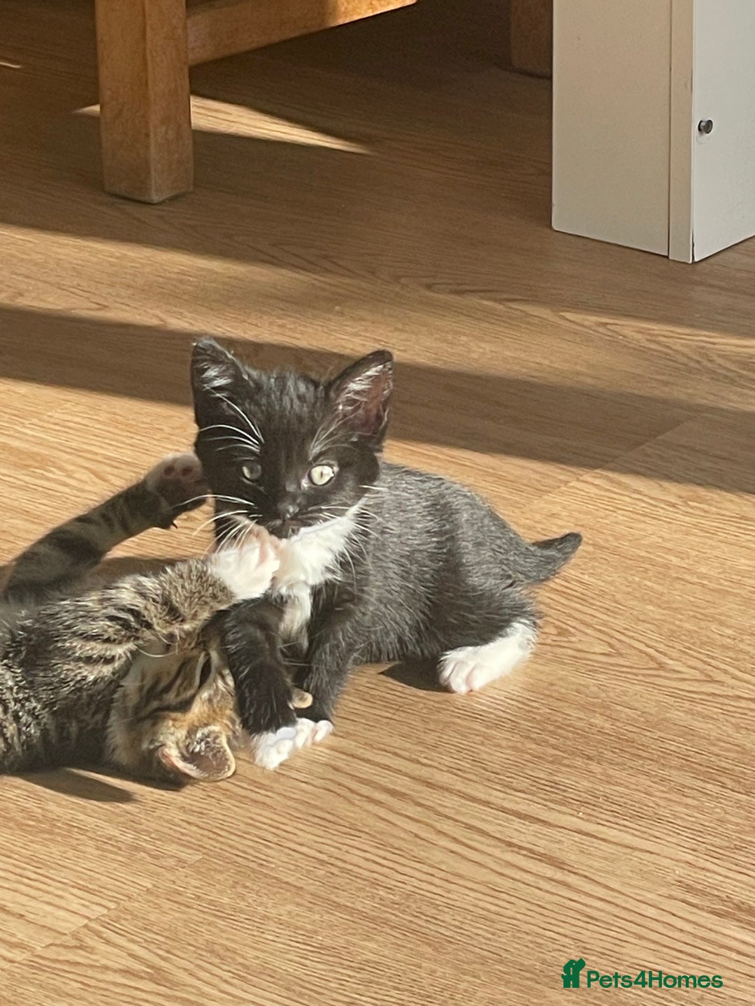 Mixed Breed cats for sale: Kittens for sale - Image 4