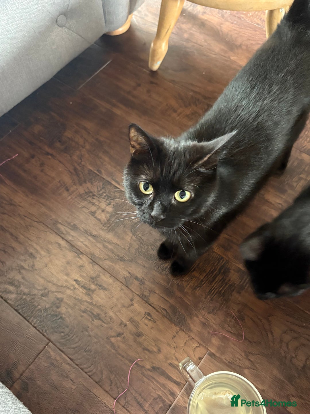 Mixed Breed cats for sale: 4 beautiful kittens for sale - Image 9