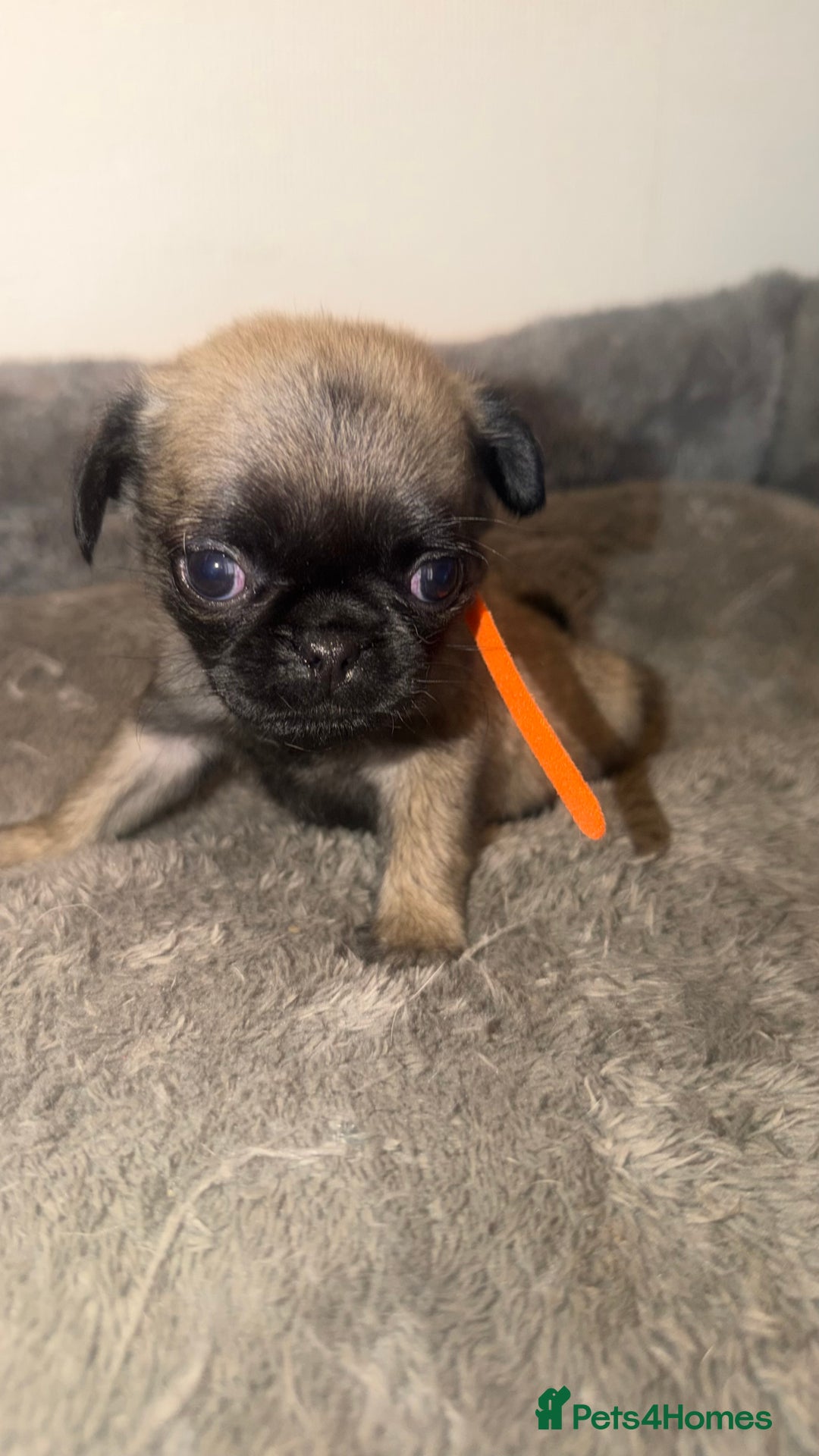 Pug dogs for sale: Beautiful Litter of 6 Pug Puppies, Rare Colours  - Advert 11