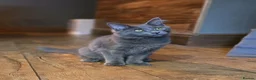 Maine Coon cats for sale: GCCF Blue Maine Coon litter ready to go - Advert 6